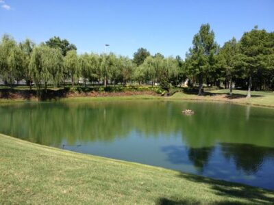 Spring Pond Algae Invasion Image